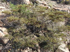 Larrea tridentata