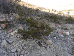 Larrea tridentata