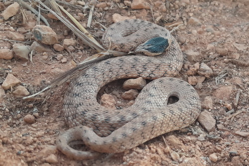 Iberian False Smooth Snake