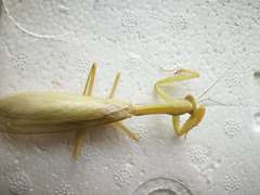 Hierodula pistillinota