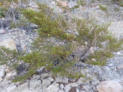 Larrea tridentata