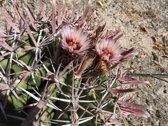 Ferocactus recurvus