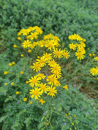 Senecio brasiliensis