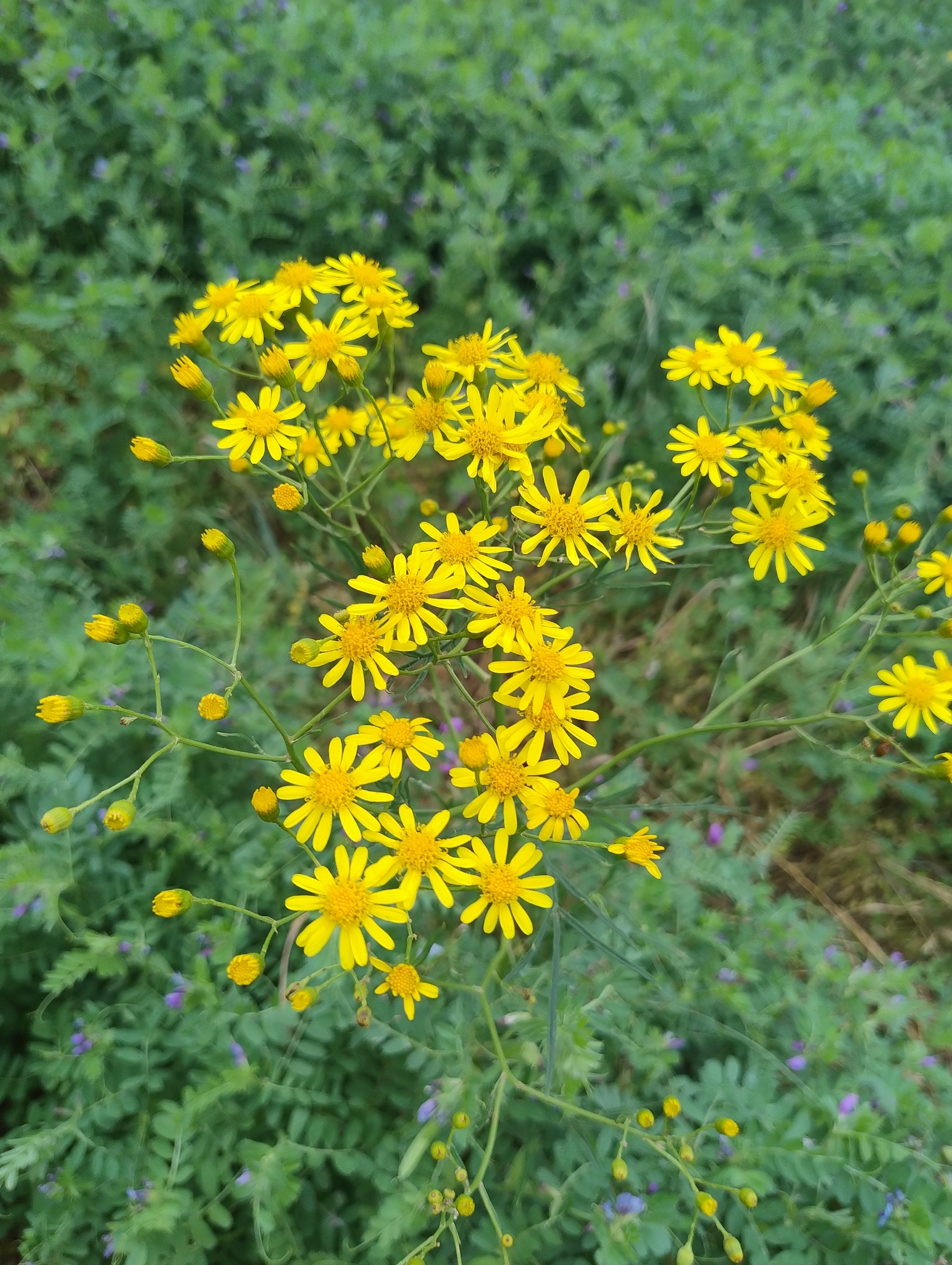Senecio brasiliensis