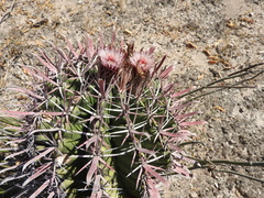 Ferocactus recurvus