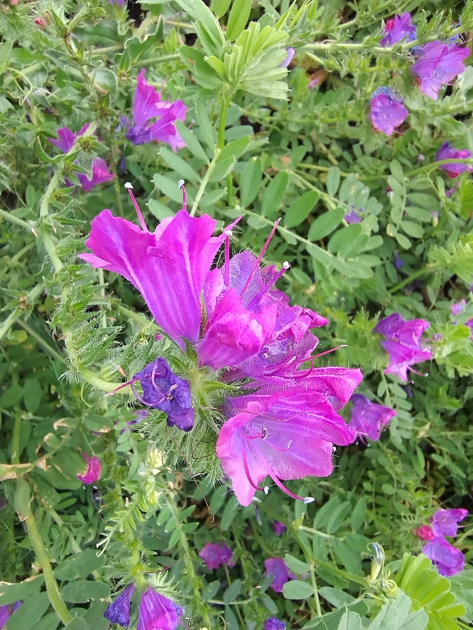 Echium plantagineum
