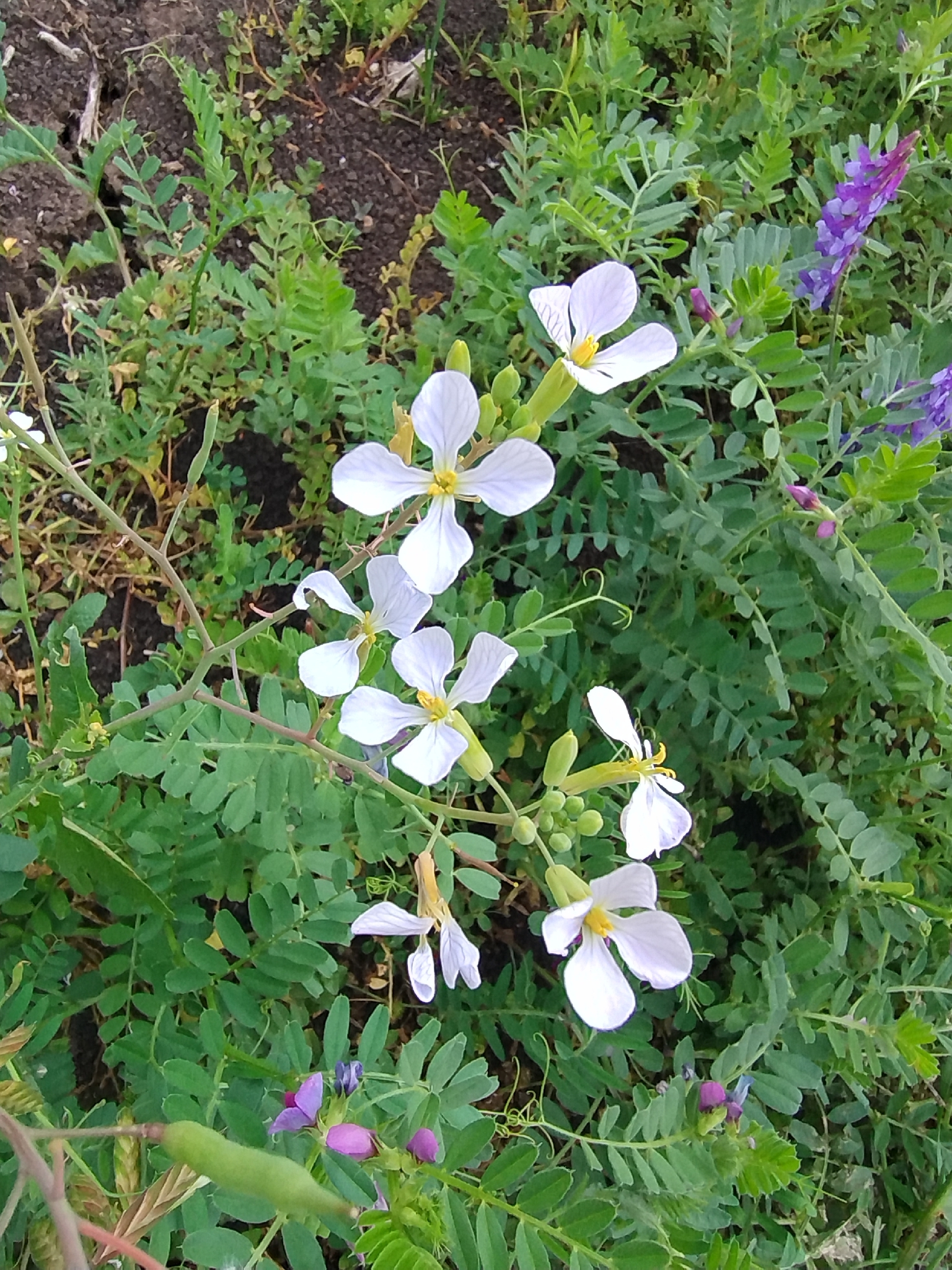 Raphanus raphanistrum