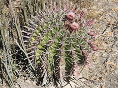 Ferocactus recurvus