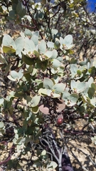 Arctostaphylos luciana