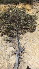 Arctostaphylos luciana
