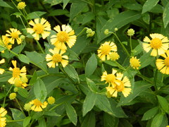 Helenium autumnale