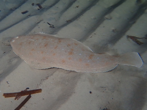 Senegalese sole (Solea senegalensis) — Soleidae — 4
