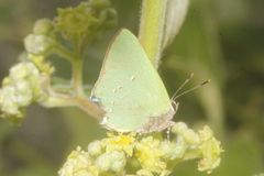 Cyanophrys miserabilis
