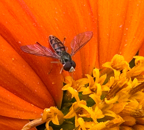 Unknown species found near Mitchell St, Hillsborough, NC, US