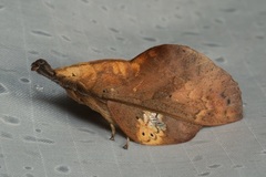 Gastropacha leopoldi