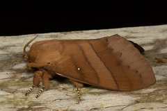 Kunugia austroplacida