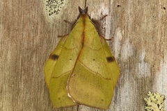 Radhica elisabethae