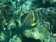 Acanthurus guttatus