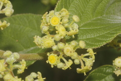 Colubrina yucatanensis