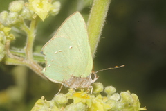 Cyanophrys miserabilis