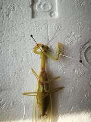 Hierodula pistillinota