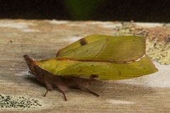 Radhica elisabethae