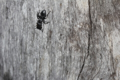 Cephalotes multispinosus