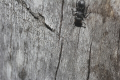 Cephalotes multispinosus