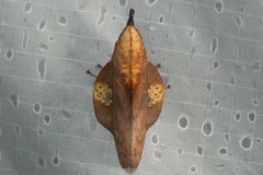 Gastropacha leopoldi