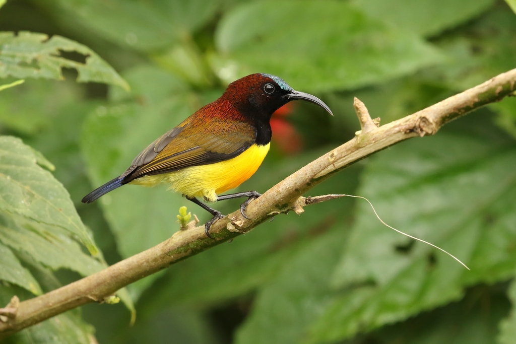Maroon-naped Sunbird (Aethopyga guimarasensis) photo