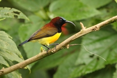 Maroon-Naped Sunbird photo 1