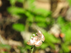 Chiomara georgina georgina