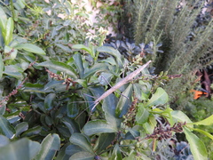 Pseudosermyle