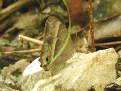 Cissia similis