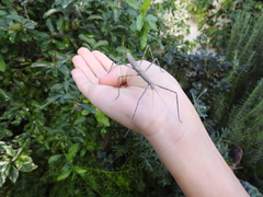 Pseudosermyle