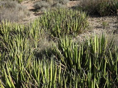 Agave lechuguilla