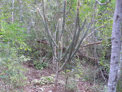 Pilosocereus gaumeri