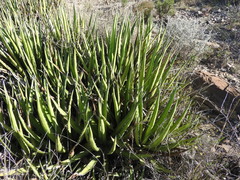 Agave lechuguilla