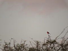 Pyrocephalus rubinus