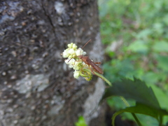 Burtinus notatipennis