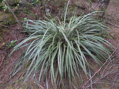 Mountain Astelia (Astelia nervosa)