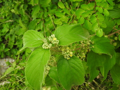 Colubrina yucatanensis