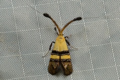 Nemophora decisella