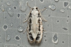 Heterogymna ochrogramma