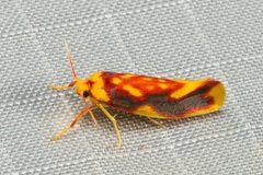 Anticrates mesopercna