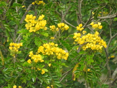 Senna racemosa