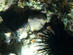 Gymnothorax melatremus