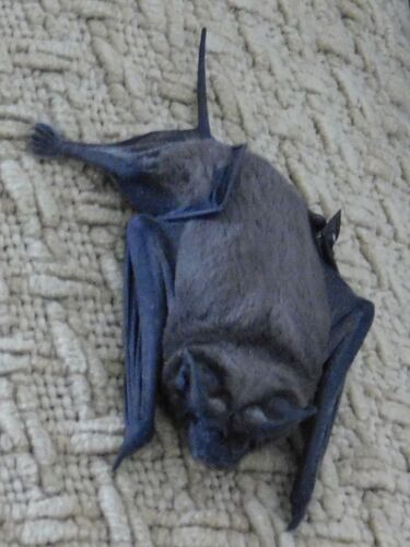 Egyptian Free-tailed Bat