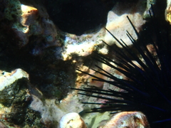 Gymnothorax melatremus