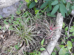Tillandsia fasciculata